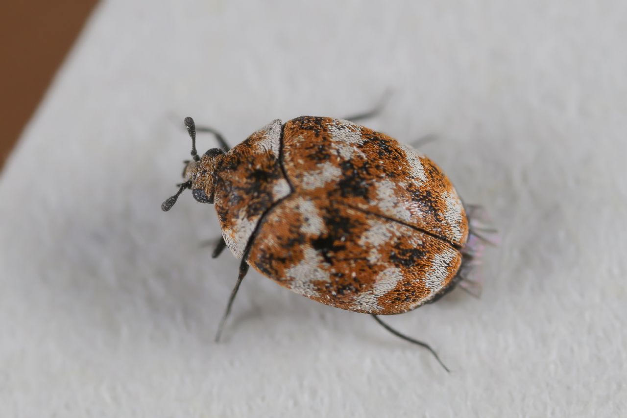 Dermestidae - Anthrenus (Nathrenus) verbasci
